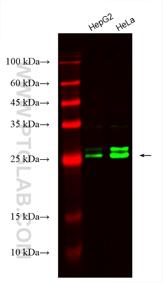 RAB32 Antibody in Western Blot (WB)