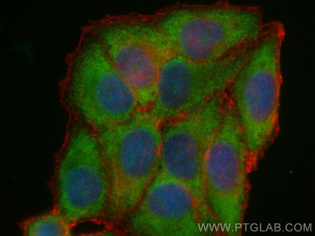 PCSK9 Antibody in Immunocytochemistry (ICC/IF)