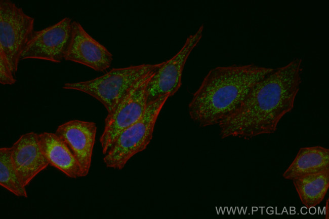MTCO2 Antibody in Immunocytochemistry (ICC/IF)