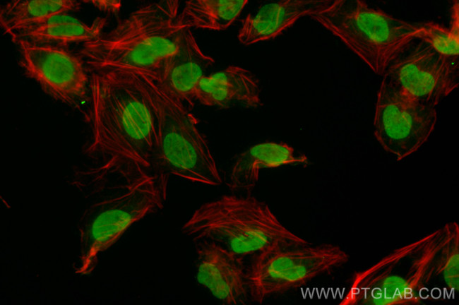 INTS5 Antibody in Immunocytochemistry (ICC/IF)