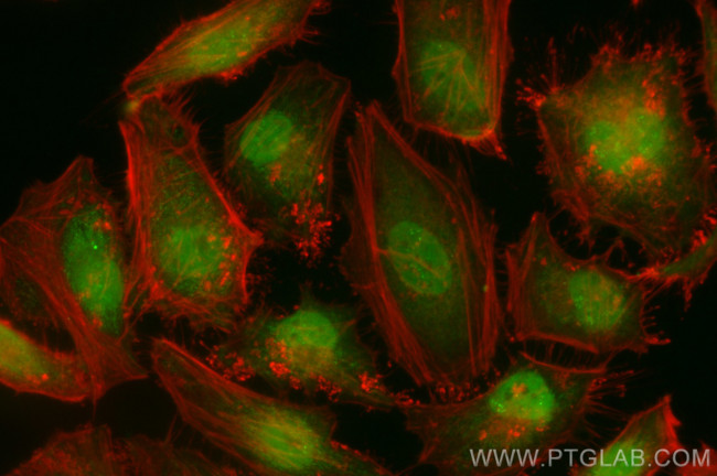 IFI35 Antibody in Immunocytochemistry (ICC/IF)