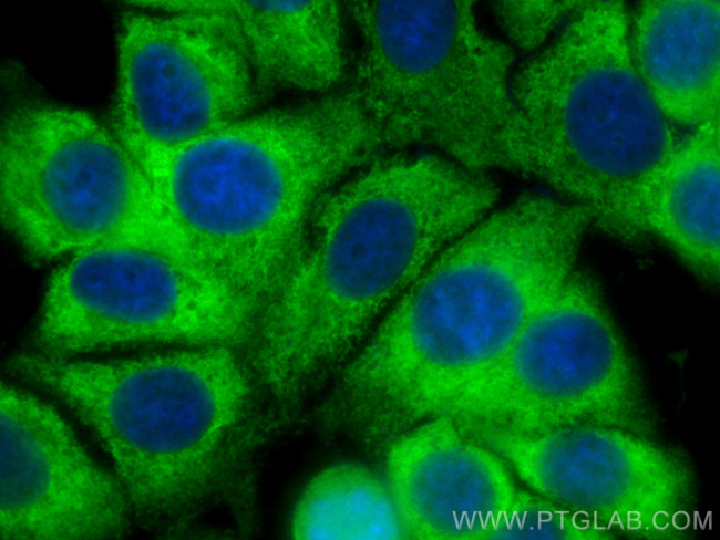 NRG1, isoform Alpha Antibody in Immunocytochemistry (ICC/IF)