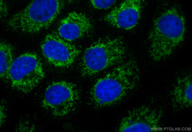 Cytochrome c Antibody in Immunocytochemistry (ICC/IF)