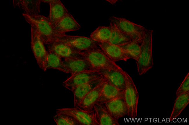 SMARCA4/BRG1 Antibody in Immunocytochemistry (ICC/IF)