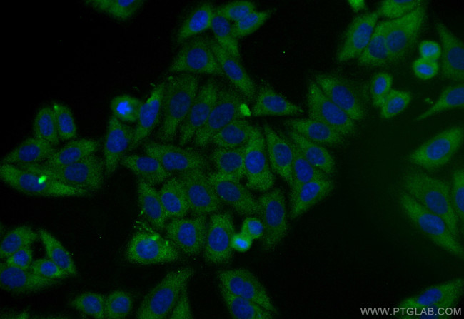 EGLN3 Antibody in Immunocytochemistry (ICC/IF)