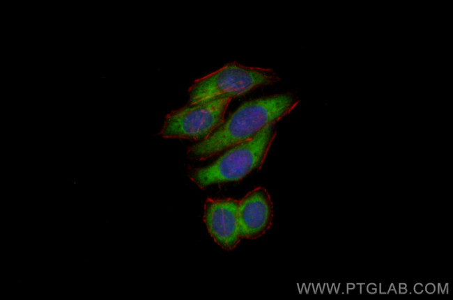 RPL29 Antibody in Immunocytochemistry (ICC/IF)
