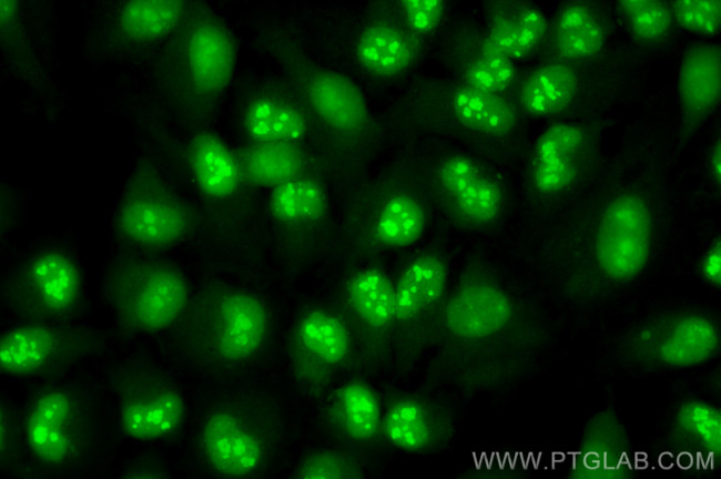 Nucleolin/C23 Antibody in Immunocytochemistry (ICC/IF)