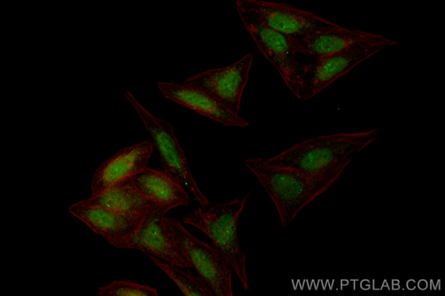 NCOA4 Antibody in Immunocytochemistry (ICC/IF)