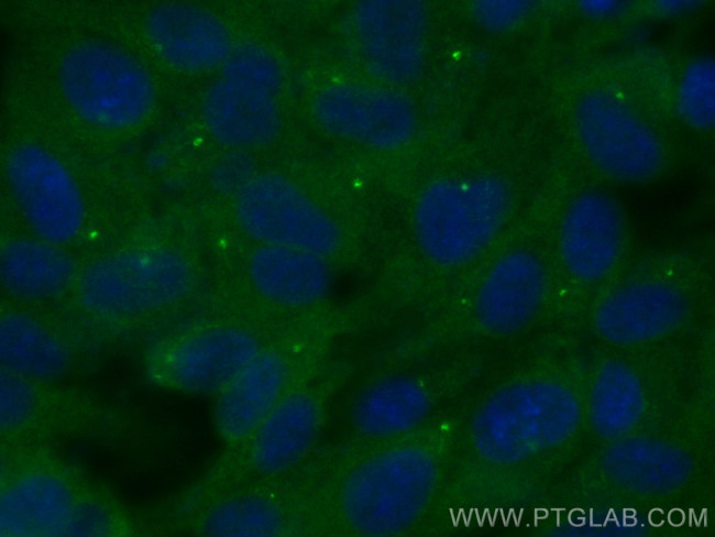 PLK2 Antibody in Immunocytochemistry (ICC/IF)