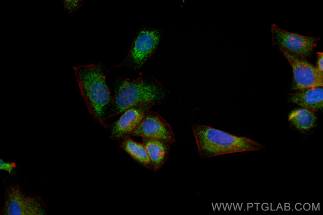 HTRA2 Antibody in Immunocytochemistry (ICC/IF)
