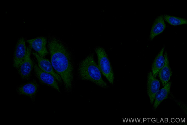 LAMR1, RPSA Antibody in Immunocytochemistry (ICC/IF)