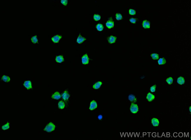 CD4 Antibody in Immunocytochemistry (ICC/IF)