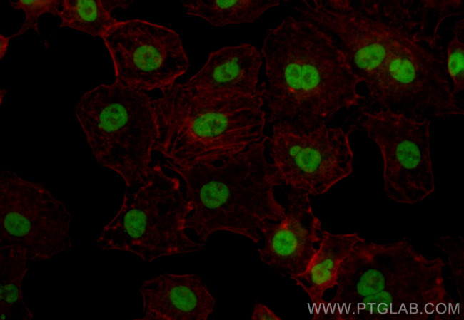TRIM21 Antibody in Immunocytochemistry (ICC/IF)
