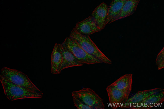 LONP1 Antibody in Immunocytochemistry (ICC/IF)