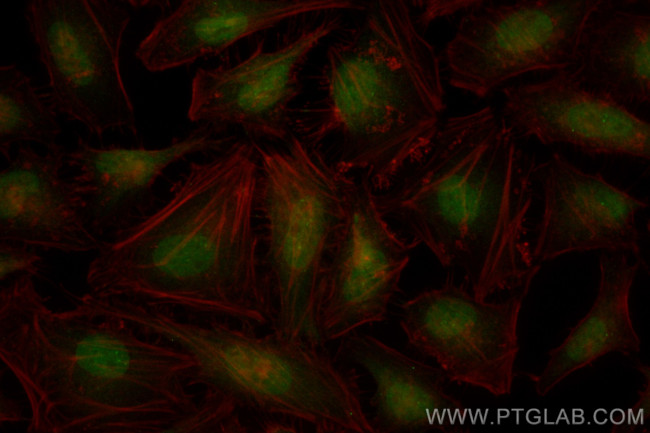 INTS4 Antibody in Immunocytochemistry (ICC/IF)