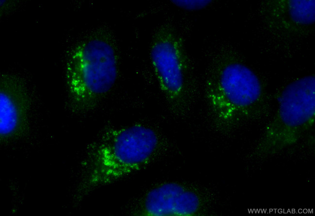 Flotillin 1 Antibody in Immunocytochemistry (ICC/IF)
