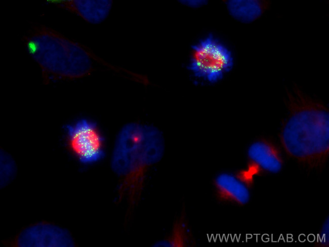 HEC1/HEC/NDC80 Antibody in Immunocytochemistry (ICC/IF)