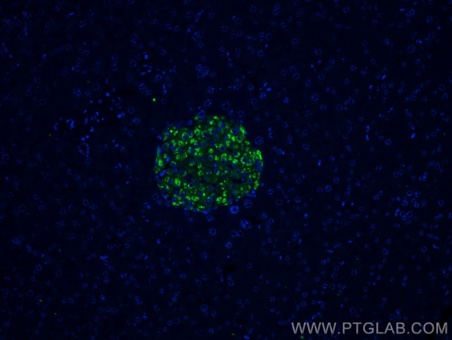 Ins1 Antibody in Immunohistochemistry (Paraffin) (IHC (P))