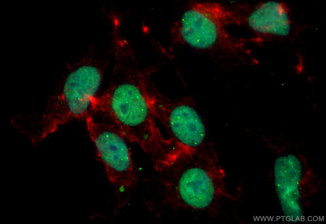 PRDM16 Antibody in Immunocytochemistry (ICC/IF)