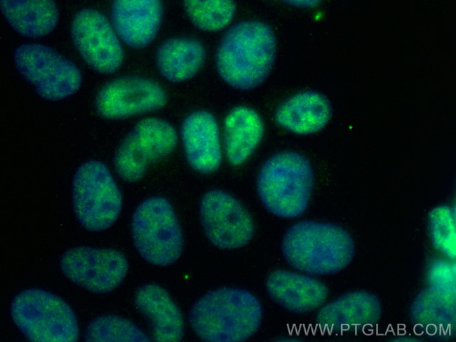 CRNKL1 Antibody in Immunocytochemistry (ICC/IF)