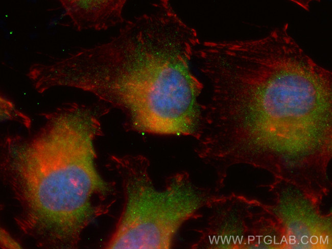 ANXA5 Antibody in Immunocytochemistry (ICC/IF)