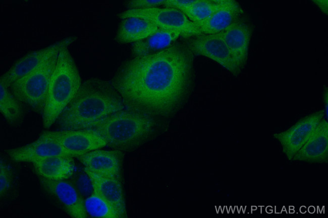 HSP90 Antibody in Immunocytochemistry (ICC/IF)