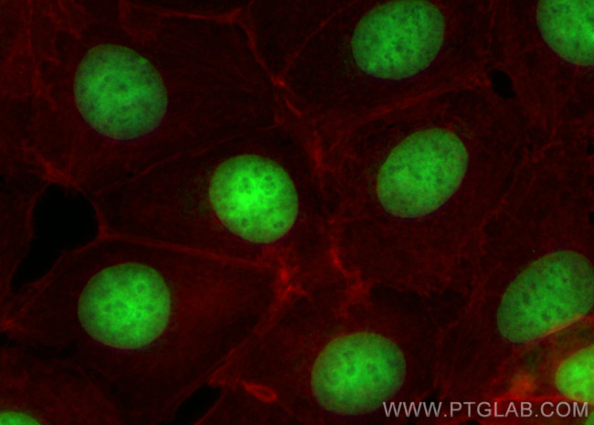 Histone H1.0 Antibody in Immunocytochemistry (ICC/IF)