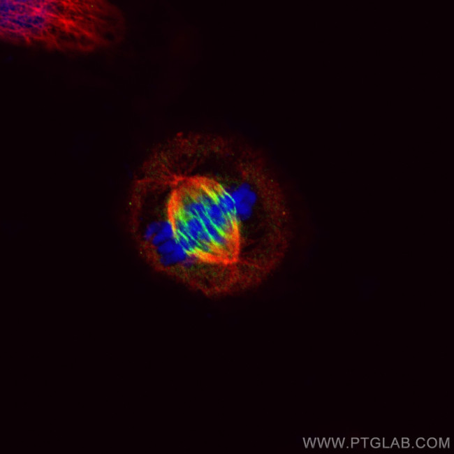 PRC1 Antibody in Immunocytochemistry (ICC/IF)