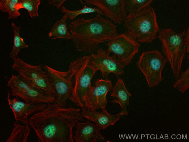 PCF11 Antibody in Immunocytochemistry (ICC/IF)