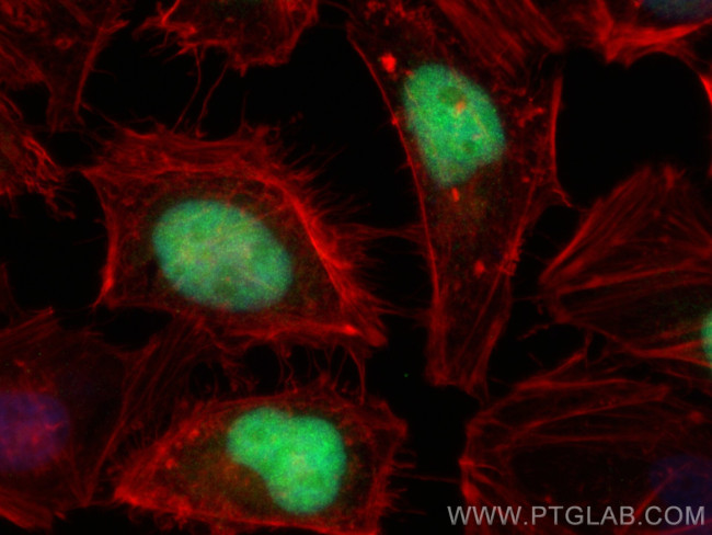 Geminin Antibody in Immunocytochemistry (ICC/IF)