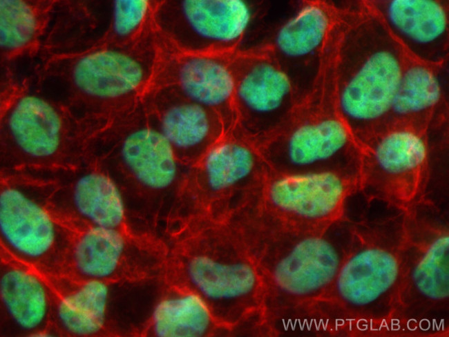 RbAp46 Antibody in Immunocytochemistry (ICC/IF)