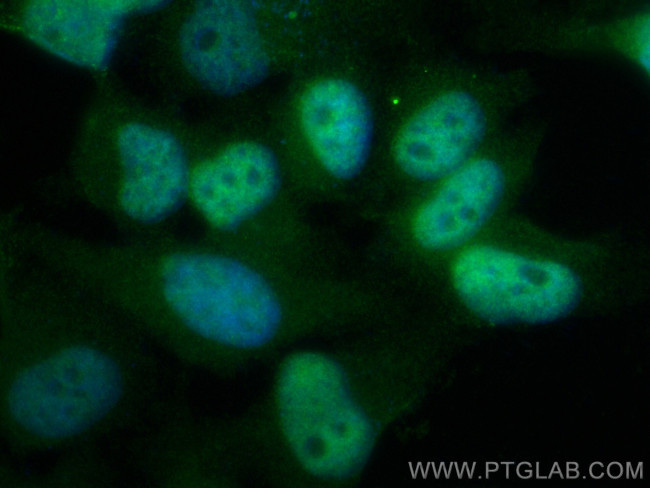 PSMA5 Antibody in Immunocytochemistry (ICC/IF)