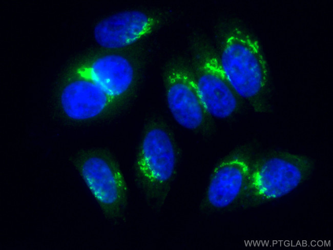 GORASP2 Antibody in Immunocytochemistry (ICC/IF)