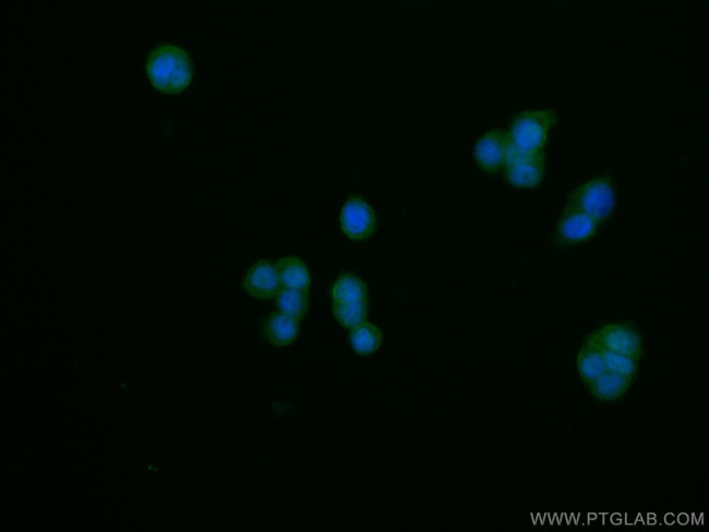 PLEK2 Antibody in Immunocytochemistry (ICC/IF)
