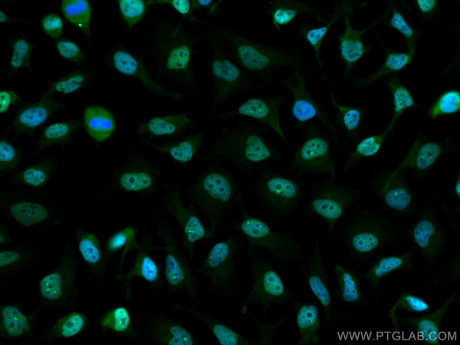CREB1 Antibody in Immunocytochemistry (ICC/IF)