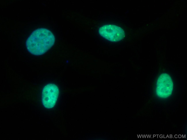 KAP1 Antibody in Immunocytochemistry (ICC/IF)