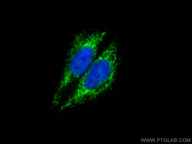 LONP1 Antibody in Immunocytochemistry (ICC/IF)