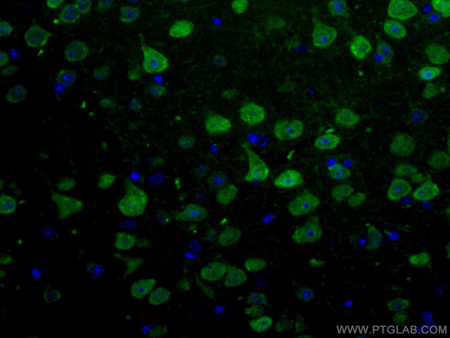 NeuN Antibody in Immunohistochemistry (Paraffin) (IHC (P))