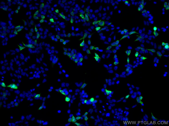 6x His, His-Tag Antibody in Immunocytochemistry (ICC/IF)