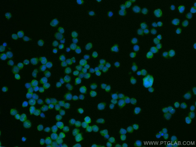 NDP52 Antibody in Immunocytochemistry (ICC/IF)