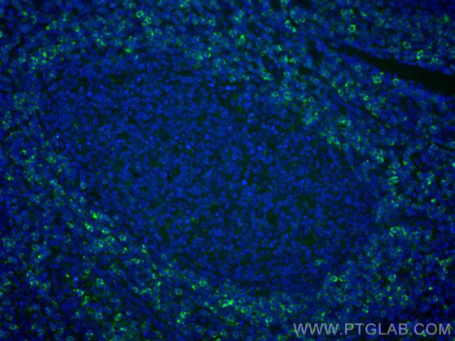 HVCN1 Antibody in Immunohistochemistry (Paraffin) (IHC (P))