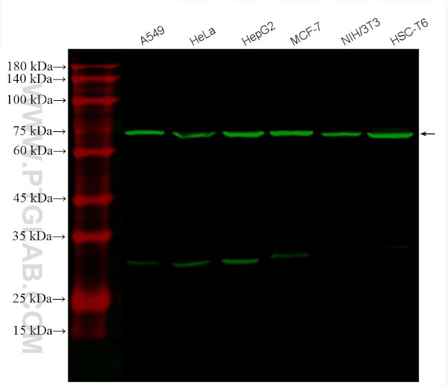 GRP78/BIP Antibody in Western Blot (WB)