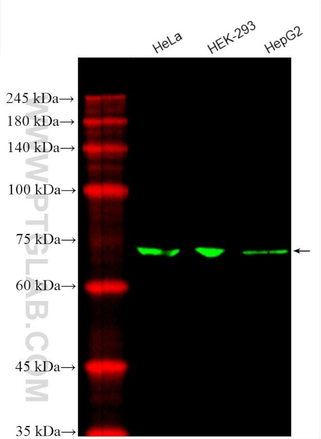 SLC9A9 Antibody in Western Blot (WB)