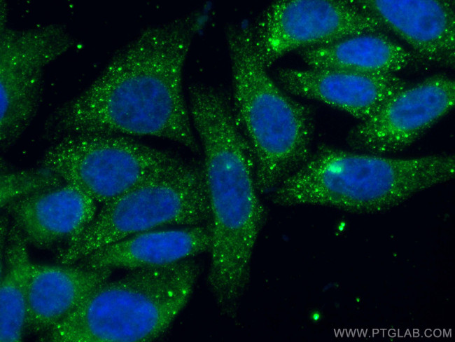 cIAP1 Antibody in Immunocytochemistry (ICC/IF)