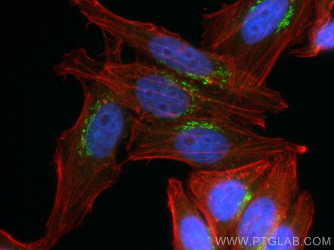 GORASP2 Antibody in Immunocytochemistry (ICC/IF)