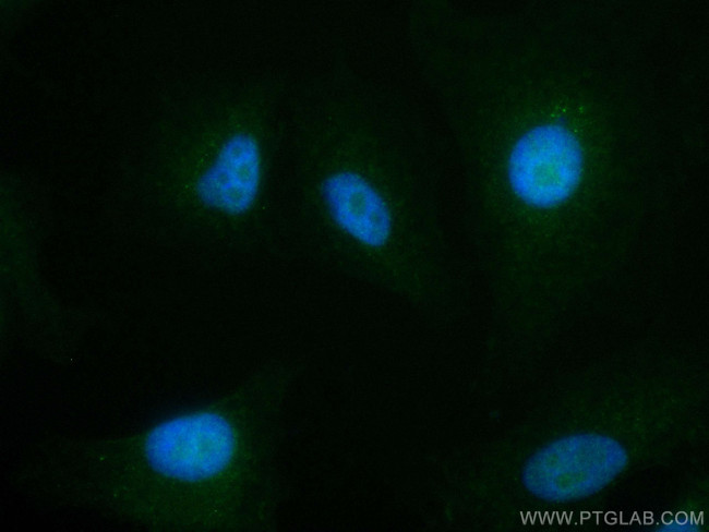 RDM1 Antibody in Immunocytochemistry (ICC/IF)
