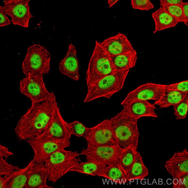 Cyclin H Antibody in Immunocytochemistry (ICC/IF)