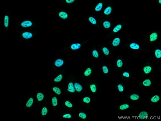 HNRNPH1 Antibody in Immunocytochemistry (ICC/IF)