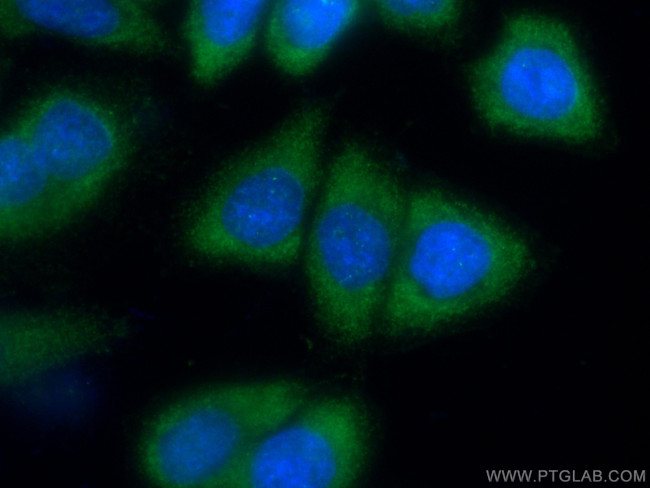 AHCYL2 Antibody in Immunocytochemistry (ICC/IF)