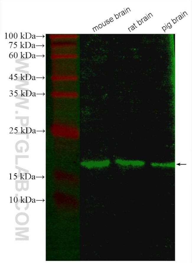 NCS1 Antibody in Western Blot (WB)
